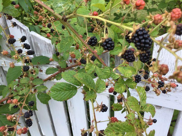 Farmstead Jubilee: Handpicked Berry Treasures