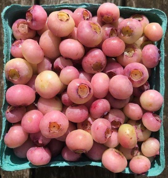 Berry Bounty: Fresh Farm Picked Delights